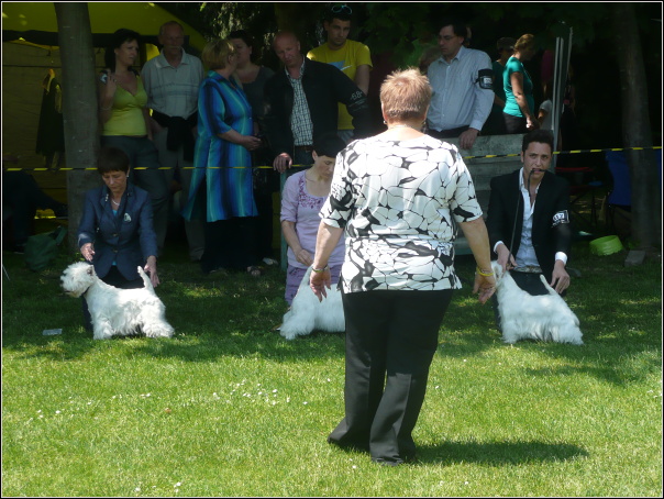 P1050971.JPG - CACIB Varaždin - 27.5.2012